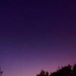 landscape photography of trees
