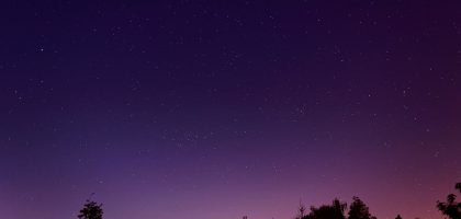 landscape photography of trees