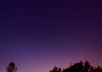 landscape photography of trees